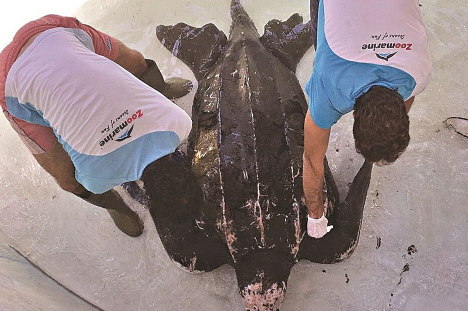 Tartaruga Odin estava a ser tratada no Zoomarine depois de ter dado à costa na praia da Cordoama, em Vila do Bispo