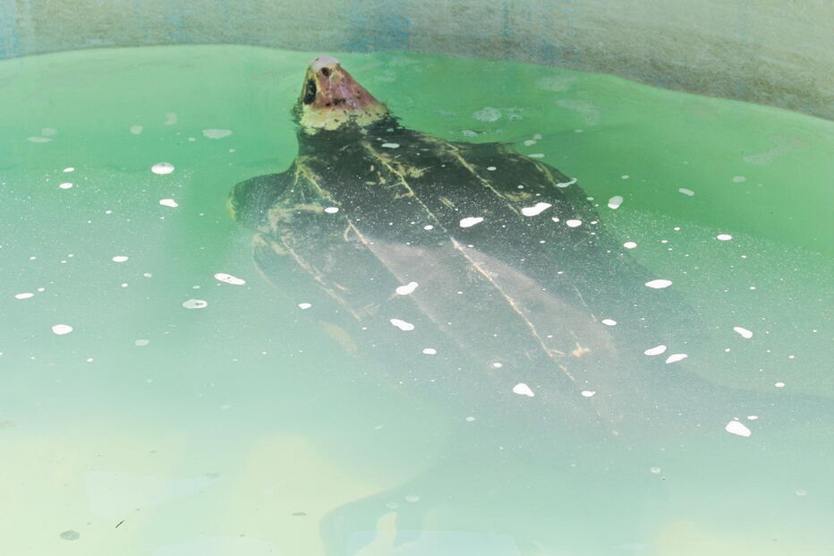 Tartaruga Odin estava a ser tratada no Zoomarine depois de ter dado à costa na praia da Cordoama, em Vila do Bispo