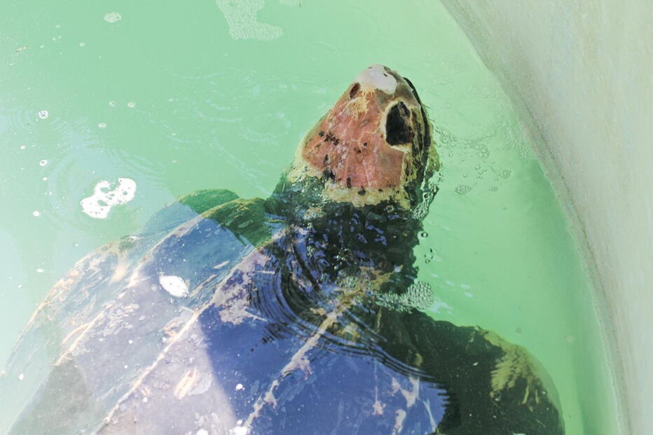 Tartaruga Odin estava a ser tratada no Zoomarine depois de ter dado à costa na praia da Cordoama, em Vila do Bispo