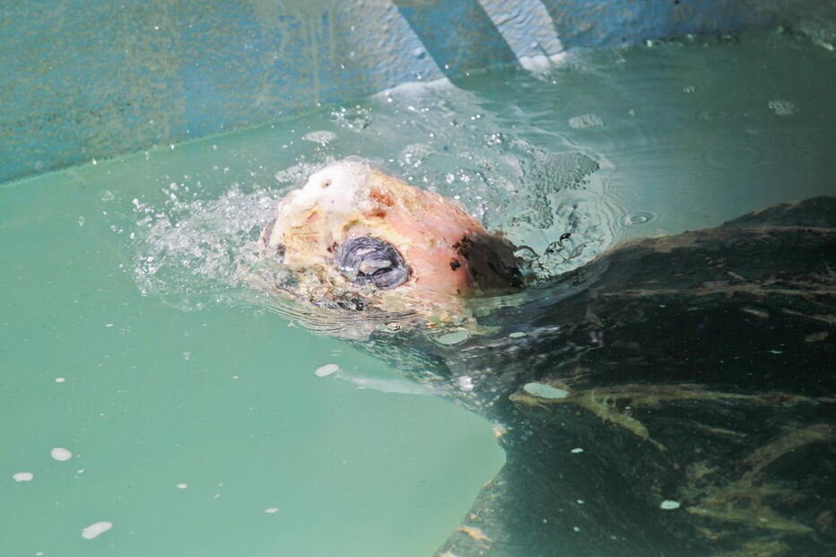 Tartaruga Odin estava a ser tratada no Zoomarine depois de ter dado à costa na praia da Cordoama, em Vila do Bispo