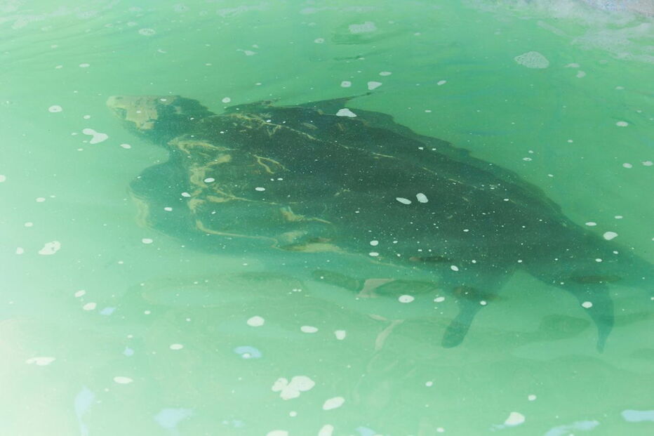 Tartaruga Odin estava a ser tratada no Zoomarine depois de ter dado à costa na praia da Cordoama, em Vila do Bispo