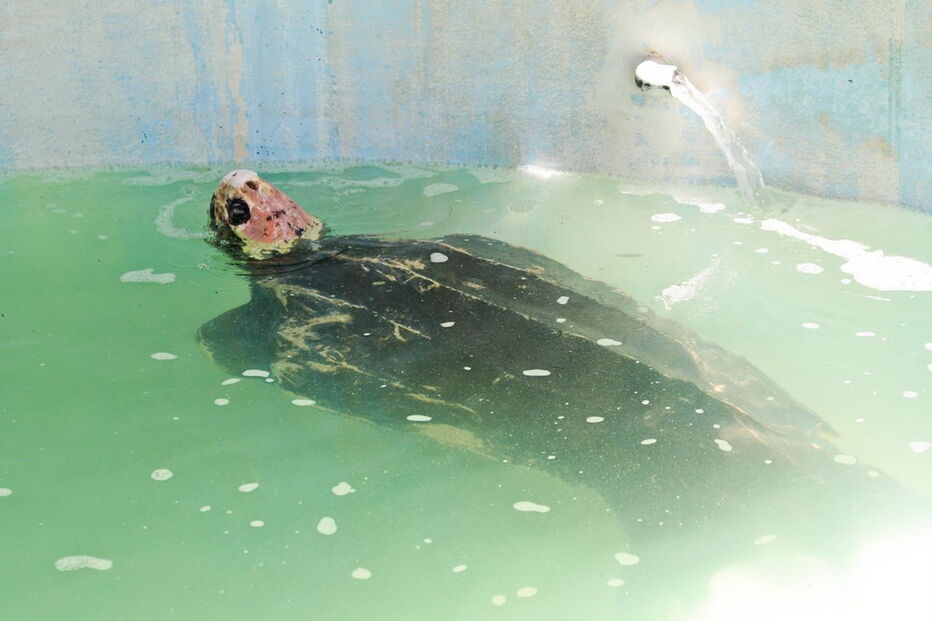 Tartaruga Odin estava a ser tratada no Zoomarine depois de ter dado à costa na praia da Cordoama, em Vila do Bispo