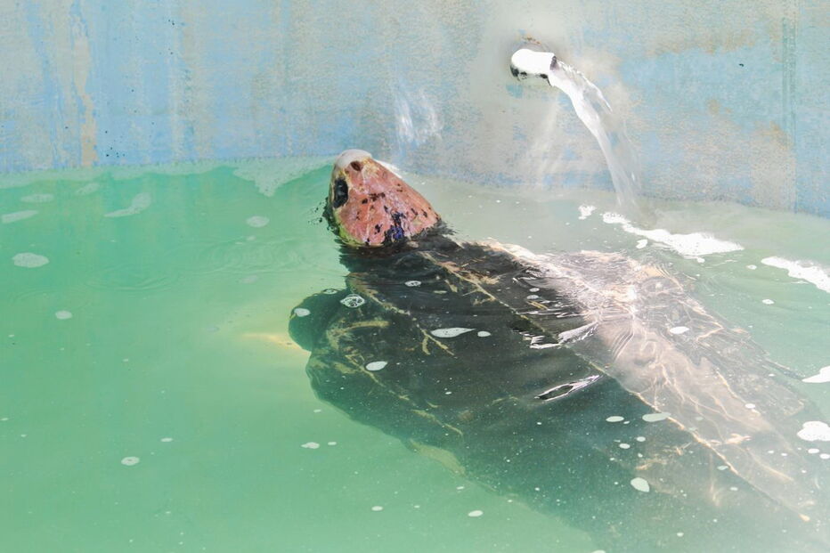 Tartaruga Odin estava a ser tratada no Zoomarine depois de ter dado à costa na praia da Cordoama, em Vila do Bispo