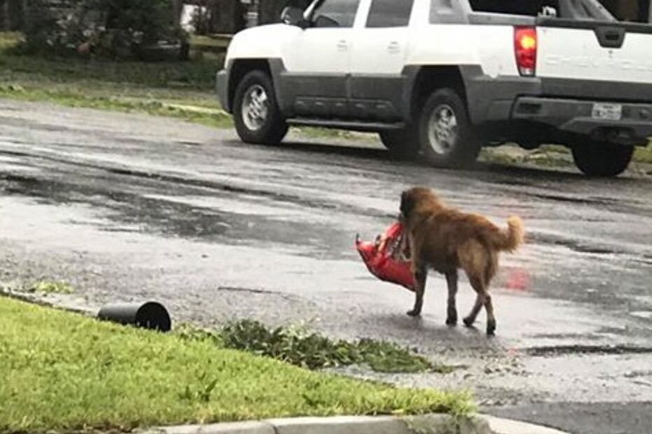 cão, animal, comida, tempestade, temporal, Salvador Segovia, Carter Otis, Harvey, Texas, EUA
