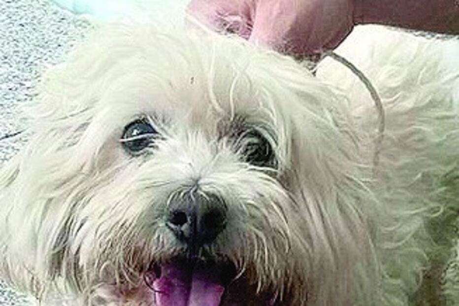 Sociedade Protetora dos Animais do Porto, Facebook, Gondomar, Pipoca, interesse humano, animais, crime, lei e justiça, maus-tratos