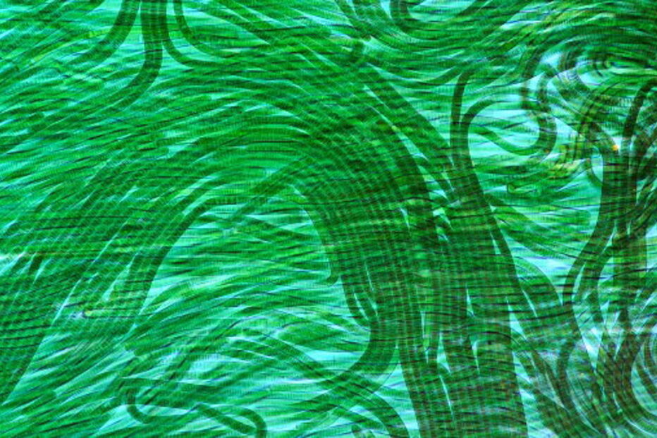 Bactérias fotossíntéticas