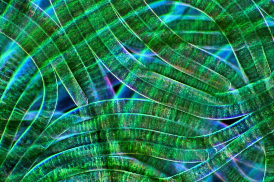 Bactérias fotossíntéticas