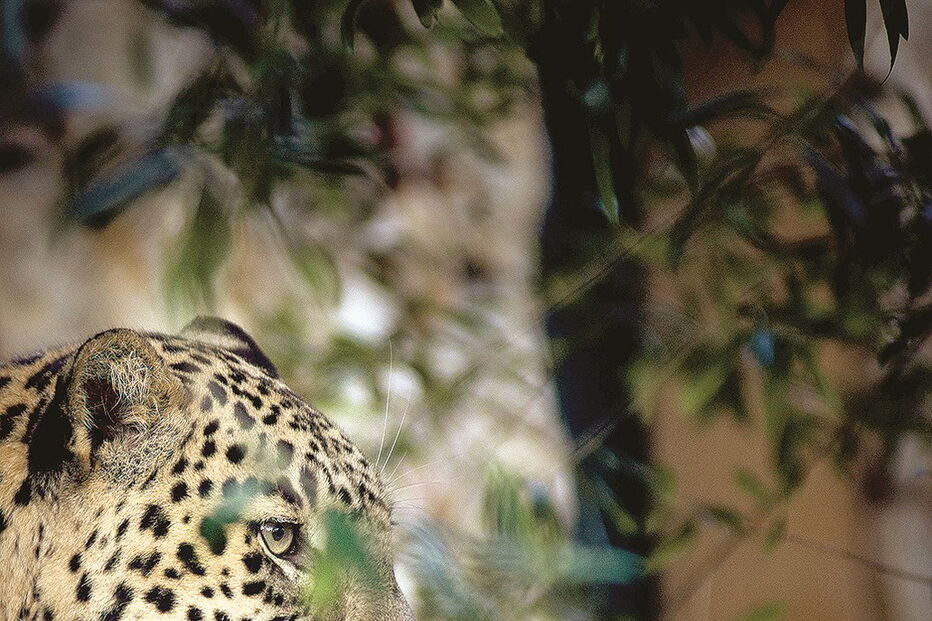 O leopardo-persa ‘Gaspar’ nasceu em Lisboa há oito anos