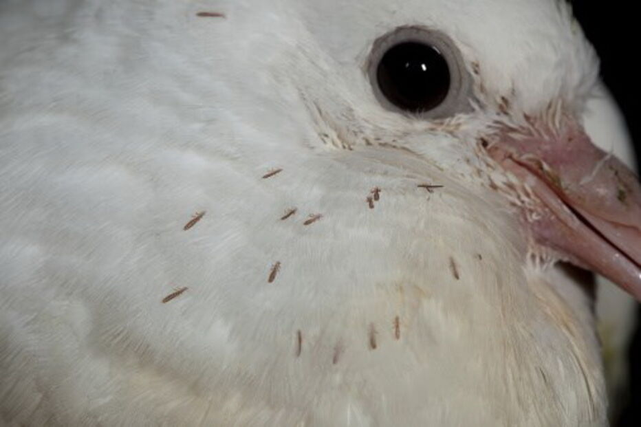 cesarianas, Obstetrícia, operação, infestação, contaminação, pombo, piolhos