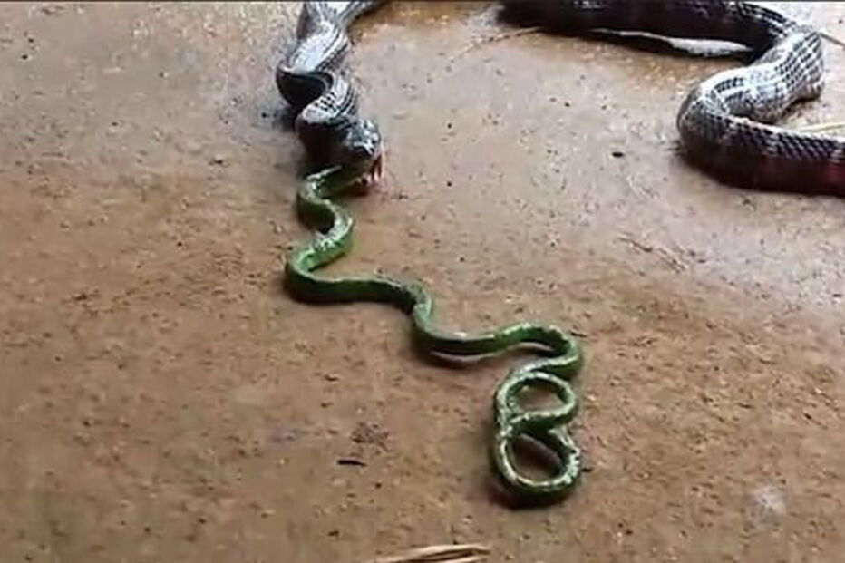 Cobra come outra cobra