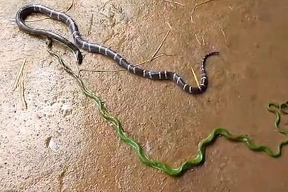 Cobra come outra cobra