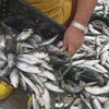 Aprovados 1,6 milhões de euros em apoios às paragens temporárias na pesca devido ao coronavírus
