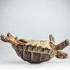 Uma das maiores tartarugas que viveram na Terra tinha carapaça com 