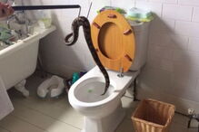 Cobra invadiu canalizações e apareceu na sanita