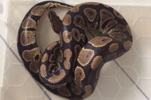 Cobra invadiu canalizações e apareceu na sanita