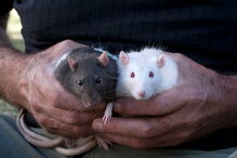 Menina paraplégica é atacada por ratos