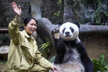 Morreu Basi, o panda gigante mais velho do mundo