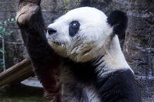 Morreu Basi, o panda gigante mais velho do mundo