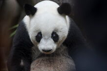 Morreu Basi, o panda gigante mais velho do mundo