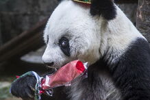 Morreu Basi, o panda gigante mais velho do mundo