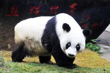 Morreu Basi, o panda gigante mais velho do mundo