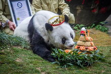 Morreu Basi, o panda gigante mais velho do mundo