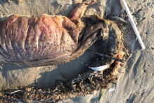 Estranha criatura do mar deu à costa no Texas