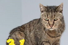 Morreu Nutmeg, o gato mais velho do mundo. Tinha 32 anos