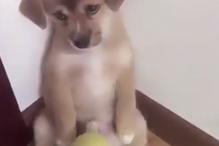Vídeo de cão a ser repreendido torna-se viral