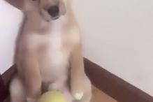 Vídeo de cão a ser repreendido torna-se viral