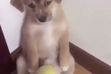 Vídeo de cão a ser repreendido torna-se viral
