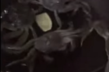 Caranguejo sai da frigideira e salva 'amigos' de serem cozinhados