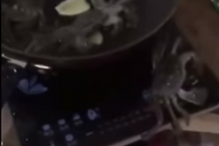 Caranguejo sai da frigideira e salva 'amigos' de serem cozinhados