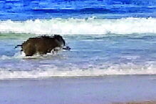 Javali já a salvo no areal da praia 