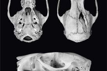 Uromys vika, o rato que vive nas árvores das ilhas Salomão