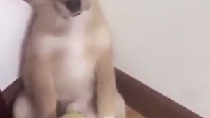 Vídeo de cachorrinho a ser repreendido torna-se viral