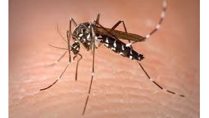 Sete casos de dengue confirmados e 58 suspeitos em Cabo Verde