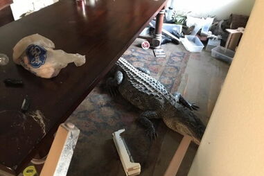 Homem encontra jacaré na sala de estar