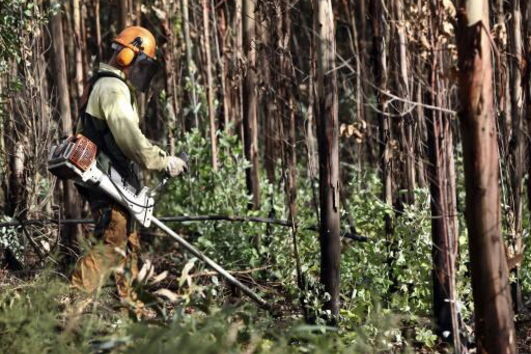 limpeza de florestas, sapador