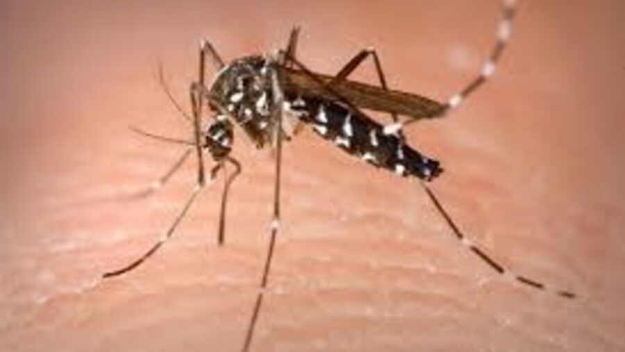 O mosquito Aedes Albopictus, transmissor do vírus da Dengue
