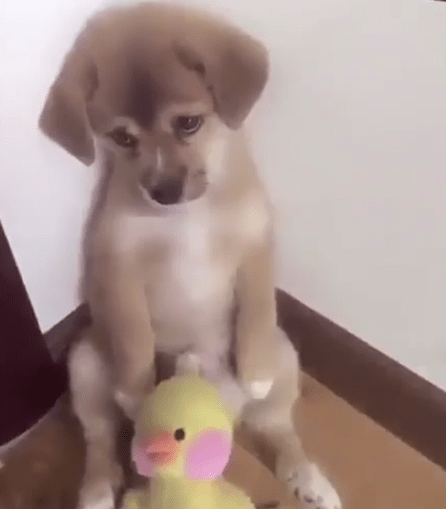 Vídeo de cão a ser repreendido torna-se viral