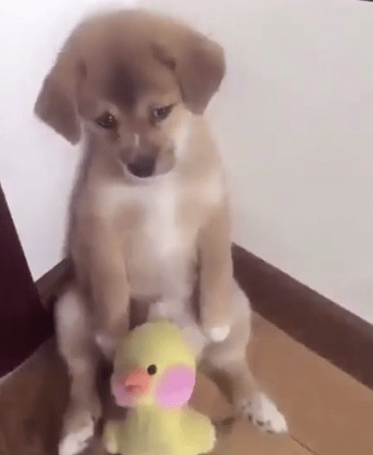 Vídeo de cão a ser repreendido torna-se viral