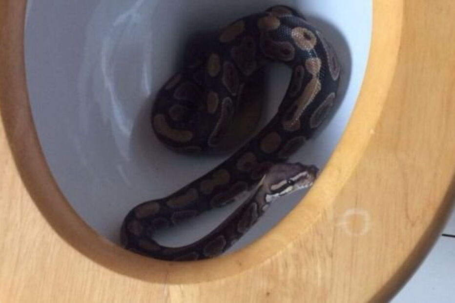 Cobra invadiu canalizações e apareceu na sanita