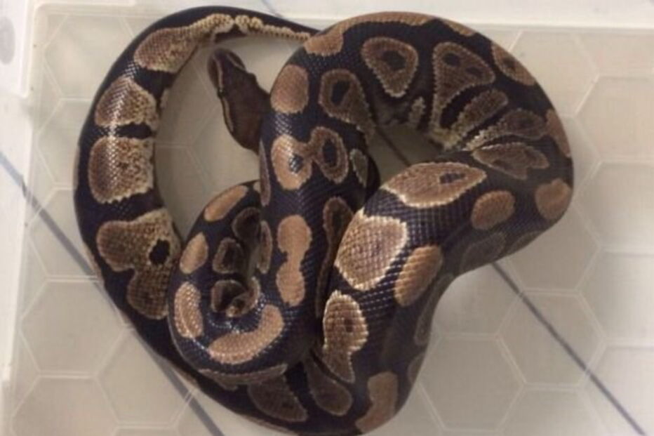 Cobra invadiu canalizações e apareceu na sanita