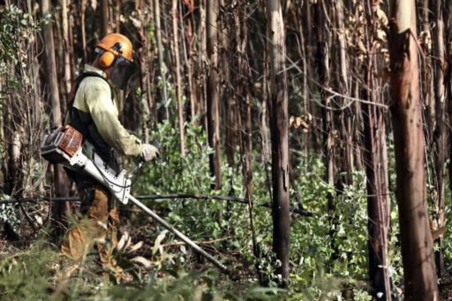 limpeza de florestas, sapador