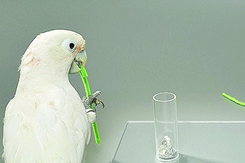 Viena, catatua, comida