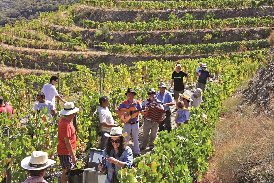 Vidigueira, Rio Douro, País, Uva, Norte, Nova, Portugal, Oeste, Pacheca, Casa Agrícola Horácio Simões, Pôpa, Adega Mãe, Quetzal, enólogo, Herdade do Esporão