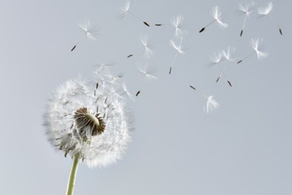 vento, meteorologia, 