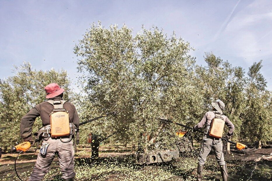 Doença, que está a preocupar os produtores nacionais, manifesta-se pela secagem de ramos e folhas das árvores