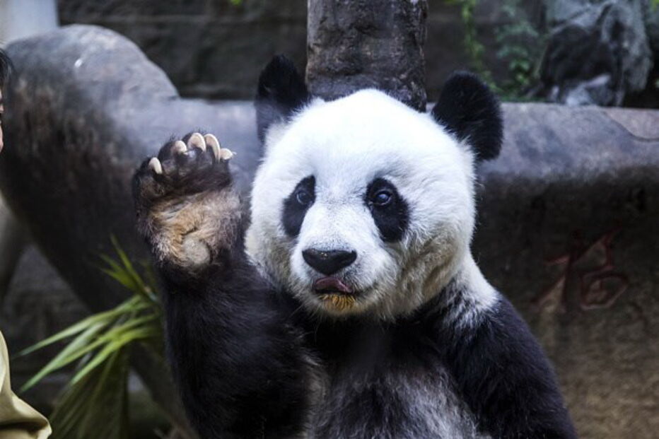 Morreu Basi, o panda gigante mais velho do mundo